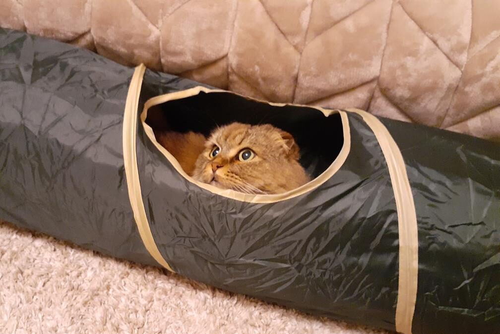 新しい猫トンネル