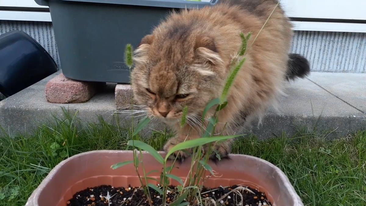 マロン猫草ねらう